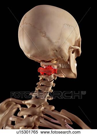 Stock Photography - Human upper neck pain. Fotosearch