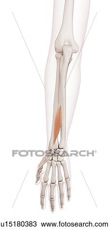 Stock Image - Human wrist muscles. Fotosearch