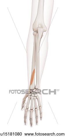 Human wrist muscles View Large Photo Image Stock Image - Human wrist muscles. Fotosearch