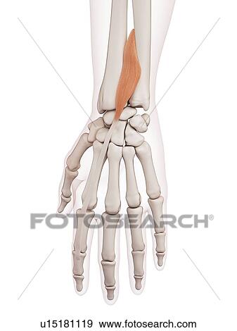 Stock Photo - Human wrist muscles. Fotosearch