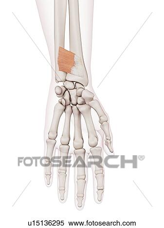 Human wrist muscles View Large Photo Image Stock Photography - Human wrist muscles. Fotosearch
