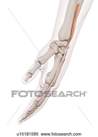 Human wrist muscles View Large Photo Image Stock Photography - Human wrist muscles. Fotosearch