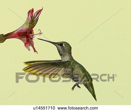 Stock Image - Hummingbird. Fotosearch
