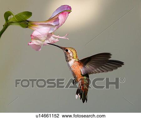 Hummingbird View Large Photo Image Stock Image - Hummingbird. Fotosearch