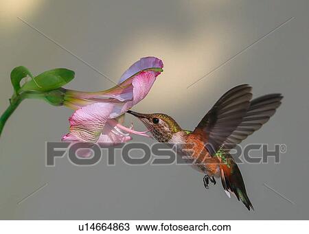 Hummingbird View Large Photo Image Stock Image - Hummingbird. Fotosearch