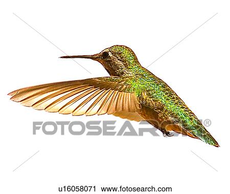 Stock Image - Hummingbird. Fotosearch