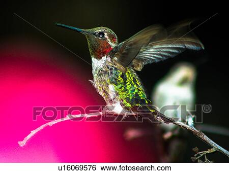 Stock Photograph - Hummingbird. Fotosearch