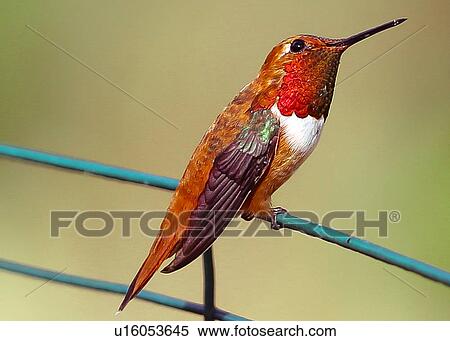 Stock Photography - Hummingbird. Fotosearch