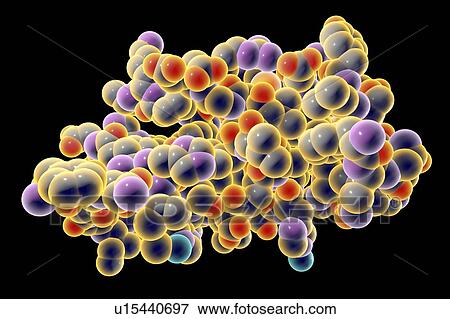 Stock Photo - Insulin molecule, illustration. Fotosearch