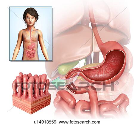 Stock Photo - Intestinal anatomy, illustration. Fotosearch