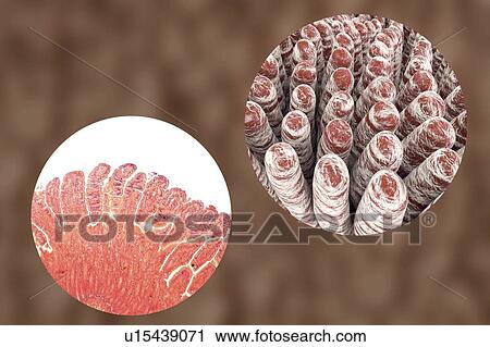 Stock Image - Intestinal villi, illustration. Fotosearch