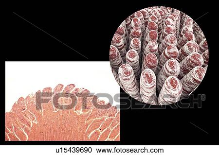 Stock Image - Intestinal villi, illustration. Fotosearch