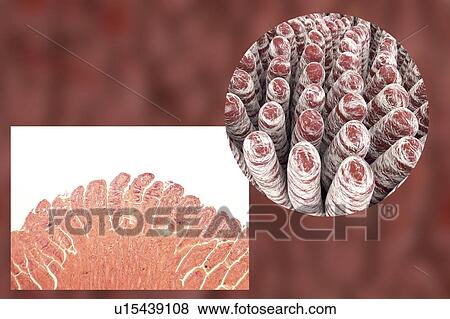 Intestinal villi, illustration View Large Photo Image Stock Photo - Intestinal villi, illustration. Fotosearch