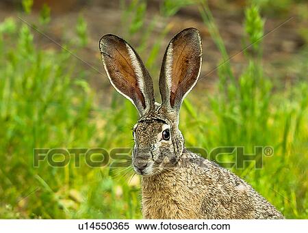 Stock Photography - Jackrabbit. Fotosearch