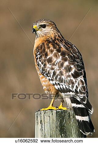 Stock Image - Kestrel. Fotosearch
