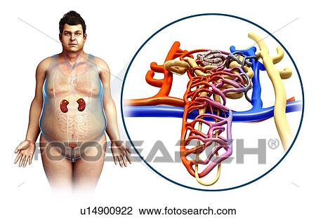 Stock Image - Kidney anatomy, illustration. Fotosearch