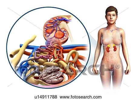 Stock Photo - Kidney anatomy, illustration. Fotosearch