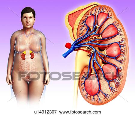 Stock Photo - Kidney anatomy, illustration. Fotosearch