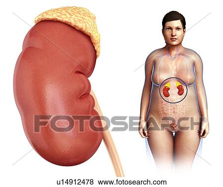 Kidney anatomy, illustration View Large Photo Image Stock Photo - Kidney anatomy, illustration. Fotosearch