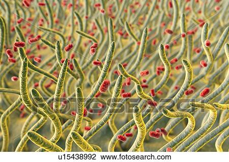Klebsiella pneumoniae, illustration View Large Photo Image Stock Image - Klebsiella pneumoniae, illustration. Fotosearch