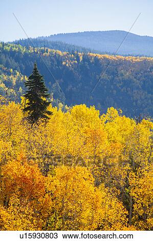 Stock Image - Landscape with autumn forest. Fotosearch