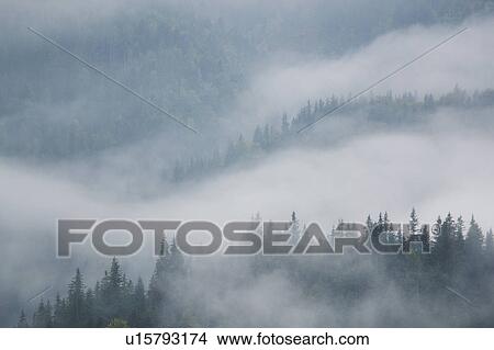 Landscape with forest in fog View Large Photo Image Picture - Landscape with forest in fog. Fotosearch