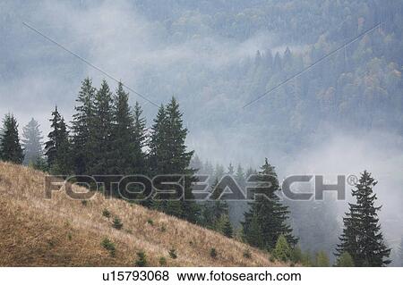 Stock Photo - Landscape with forest in fog. Fotosearch