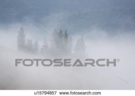 Landscape with forest in fog View Large Photo Image Stock Photo - Landscape with forest in fog. Fotosearch