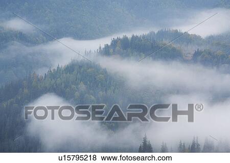 Stock Photo - Landscape with forest in fog. Fotosearch