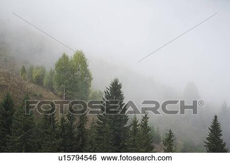 Landscape with forest in fog View Large Photo Image Stock Photograph - Landscape with forest in fog. Fotosearch