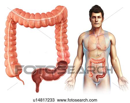 Stock Image - Large intestine, illustration. Fotosearch