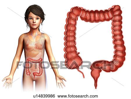 Large intestine, illustration View Large Photo Image Stock Photograph - Large intestine, illustration. Fotosearch