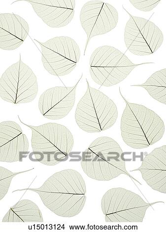 Leaf skeletons View Large Photo Image Picture - Leaf skeletons. Fotosearch