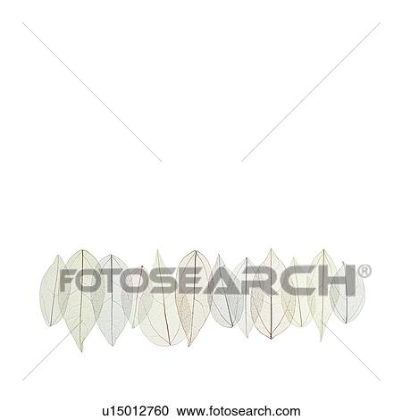 Leaf skeletons View Large Photo Image Stock Image - Leaf skeletons. Fotosearch