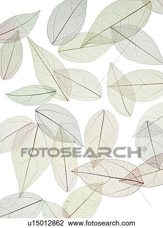 Stock Image - Leaf skeletons. Fotosearch