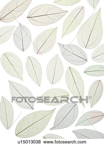 Stock Photo - Leaf skeletons. Fotosearch