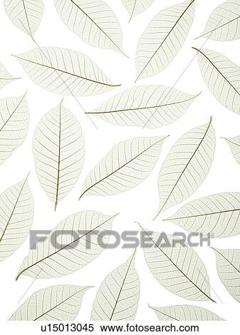 Leaf skeletons View Large Photo Image Stock Photography - Leaf skeletons. Fotosearch