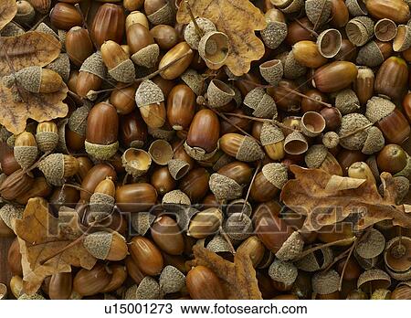 Stock Image - Leaves and acorns from an oak tree. Fotosearch