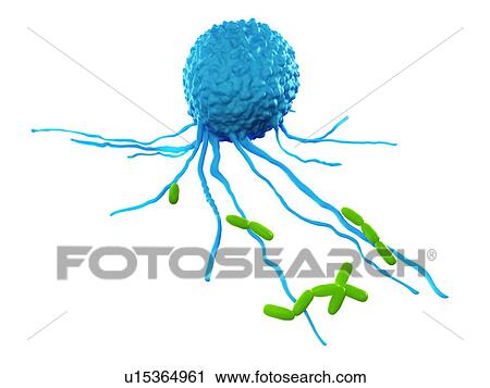 Stock Image - Leucocyte attacking bacteria. Fotosearch