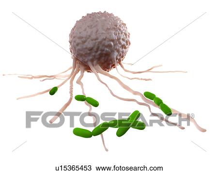 Leucocyte attacking bacteria View Large Photo Image Stock Image - Leucocyte attacking bacteria. Fotosearch