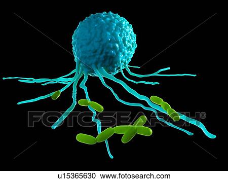 Stock Image - Leucocyte attacking bacteria. Fotosearch