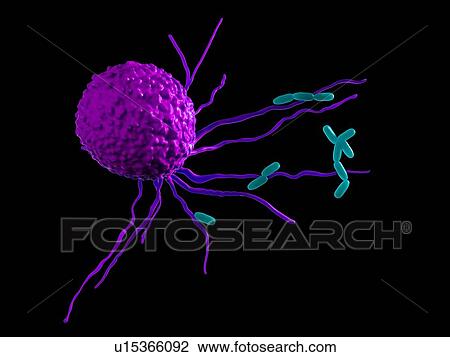 Stock Image - Leucocyte attacking bacteria. Fotosearch