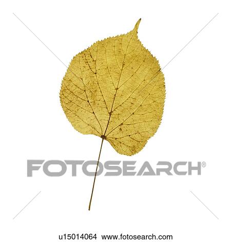 Picture - Lime tree leaf. Fotosearch