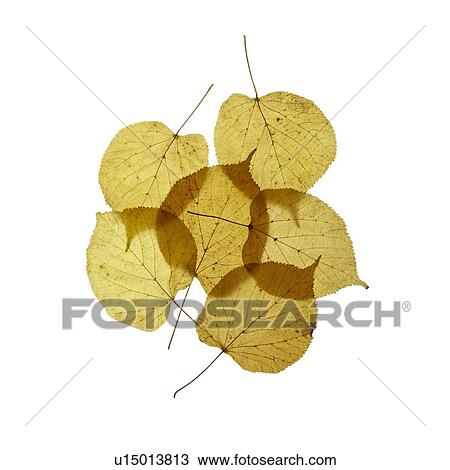 Lime tree leaves View Large Photo Image Stock Image - Lime tree leaves. Fotosearch