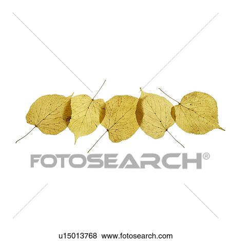 Stock Photo - Lime tree leaves. Fotosearch