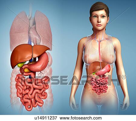 Liver and digestive system, illustration View Large Photo Image Stock Photo - Liver and digestive system, illustration. Fotosearch