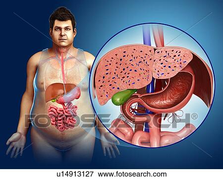 Stock Photo - Liver and stomach anatomy. Fotosearch
