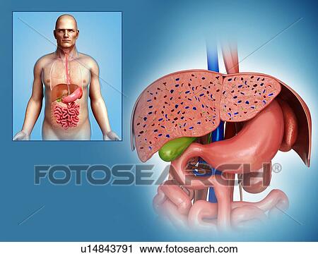 Liver cross-section, illustration View Large Photo Image Stock Image - Liver cross-section, illustration. Fotosearch