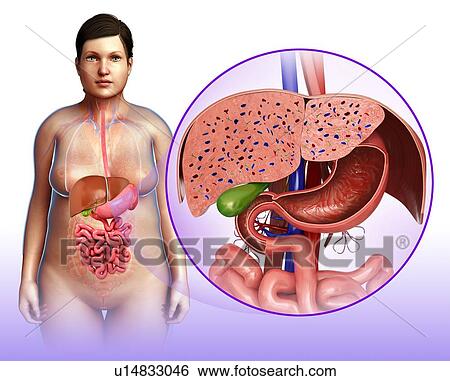 Stock Photograph - Liver cross-section, illustration. Fotosearch