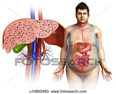 Stock Image - Liver, illustration. Fotosearch